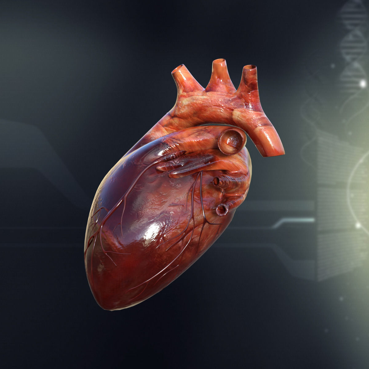 Human Male Internal Organs 3D model_5