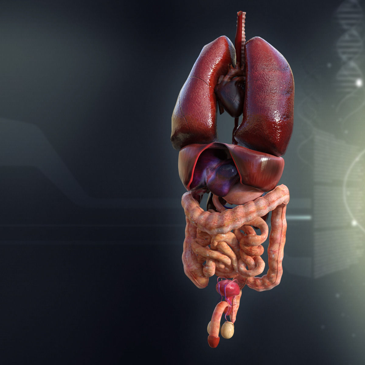 Human Male Internal Organs 3D model_2