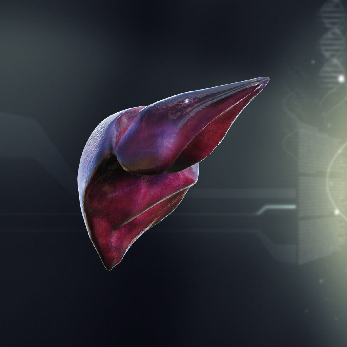 Human Male Internal Organs 3D model_7