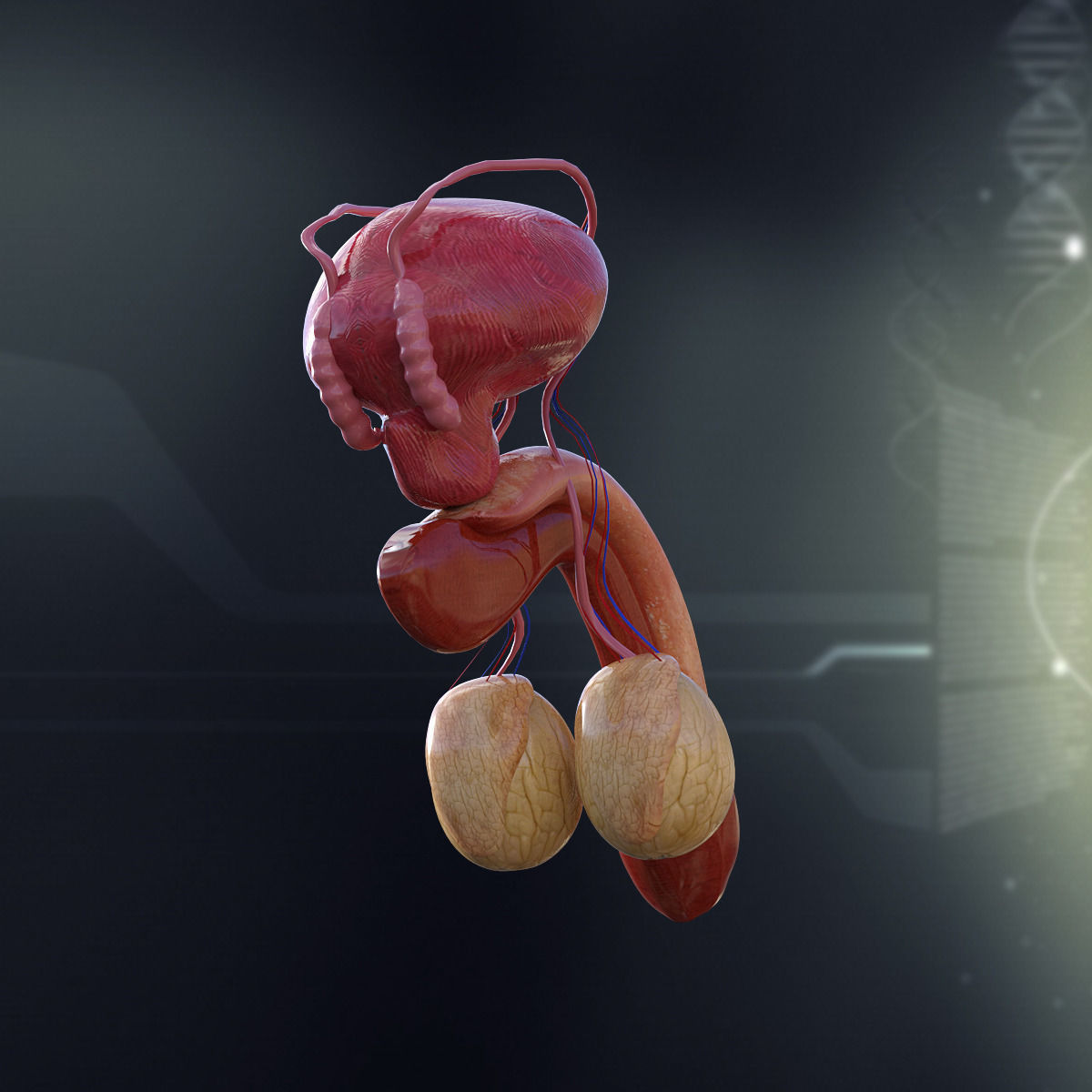 Human Male Internal Organs 3D model_9