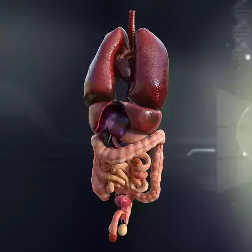 Human Male Internal Organs 3D model
