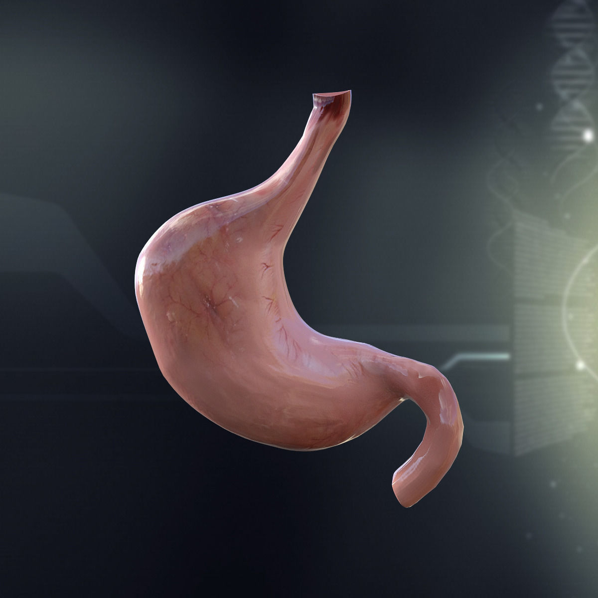 Human Male Internal Organs 3D model_12