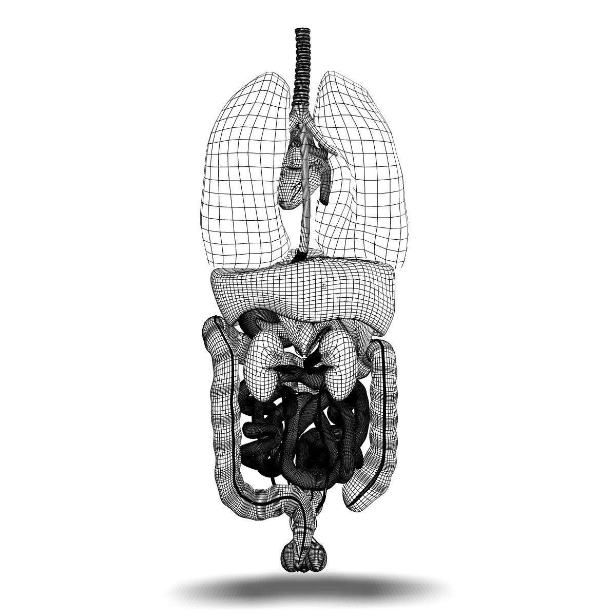 Human Male Internal Organs 3D model_14
