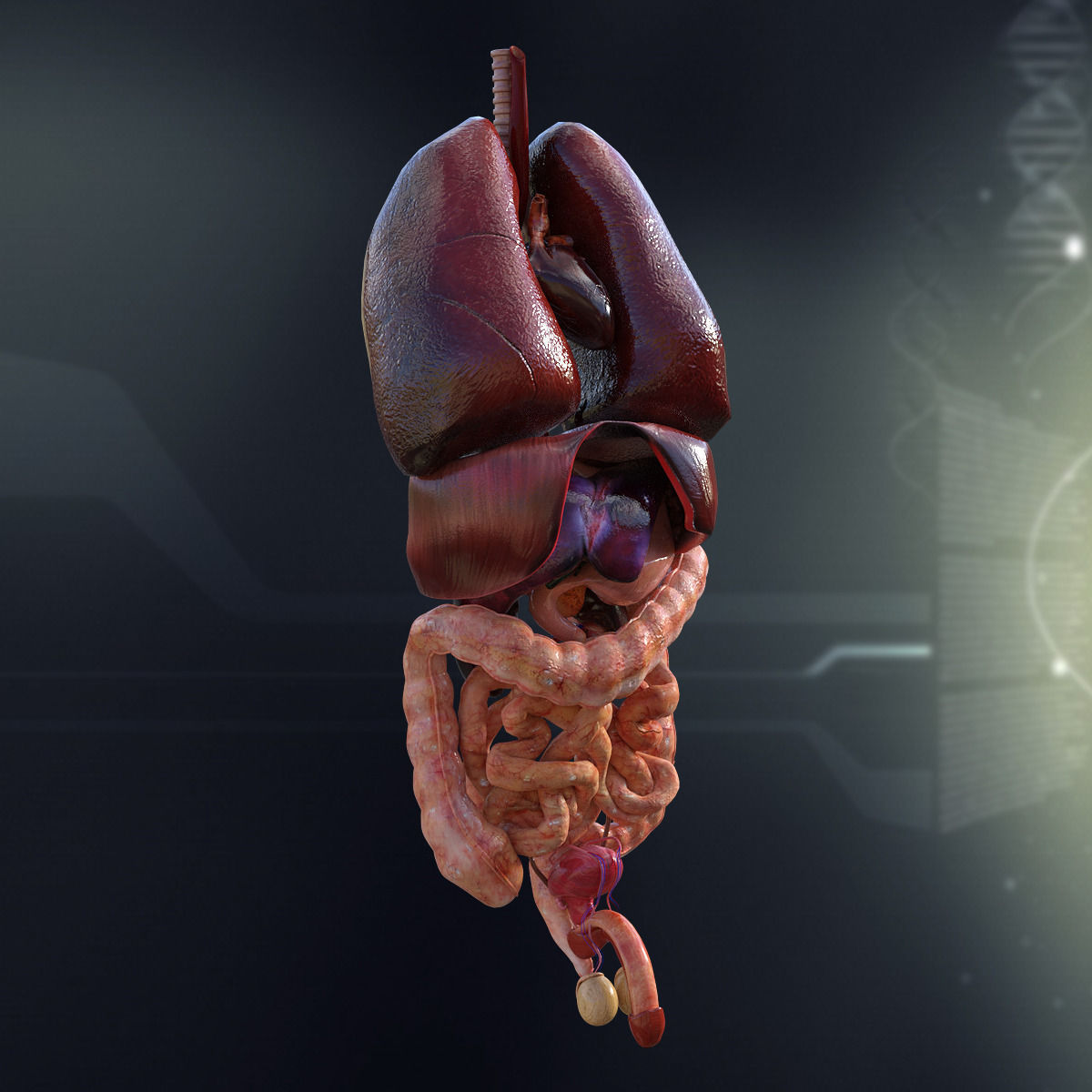 Human Male Internal Organs 3D model_1