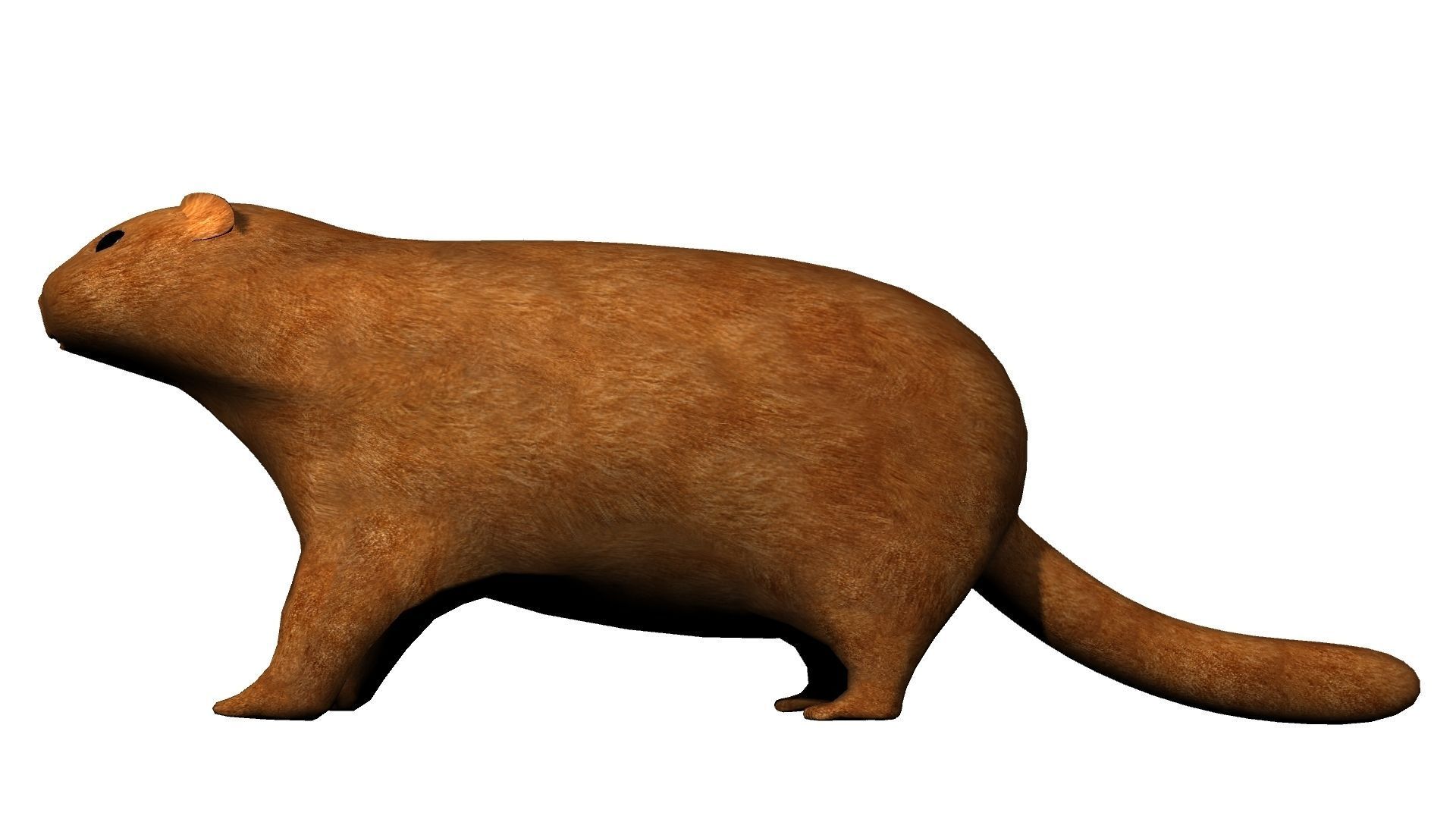 Groundhog Textured 3D model_4