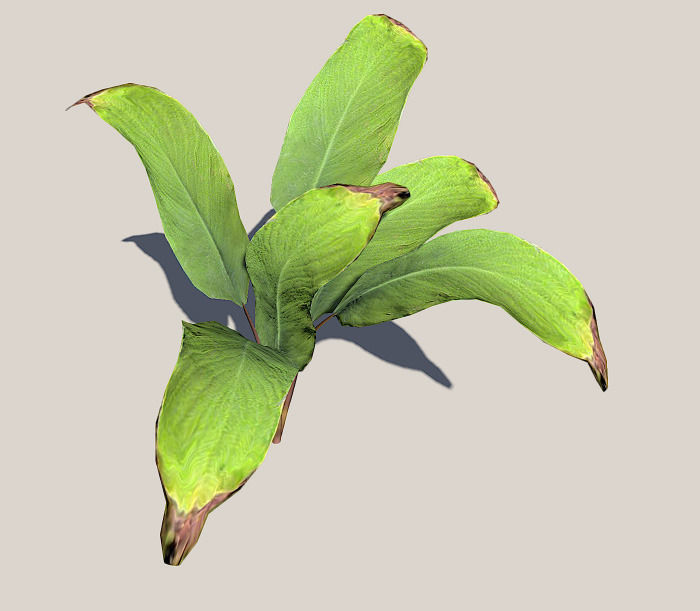 Palm leaves 3D model_1