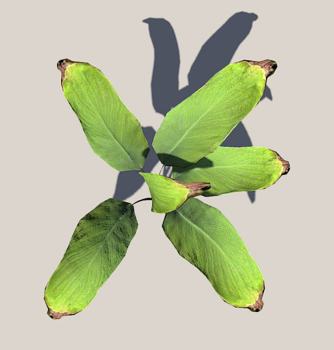 Palm leaves 3D model_4