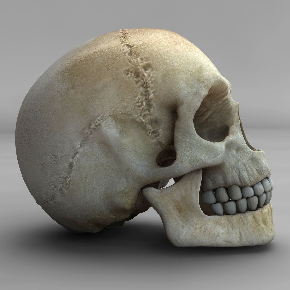 Realistic Skull human 3D model_4