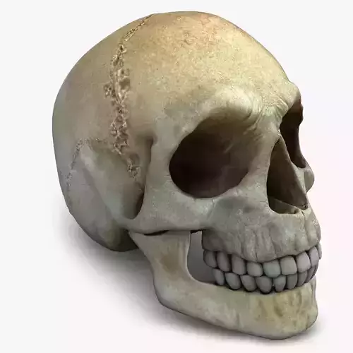 Realistic Skull human 3D model