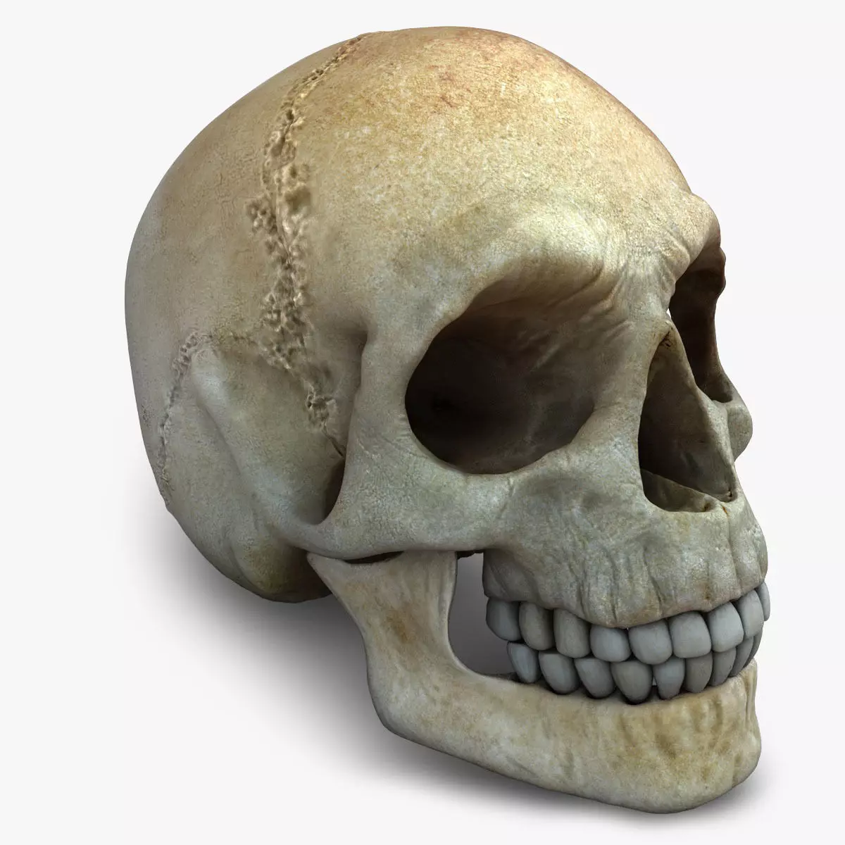 Realistic Skull human 3D model_0