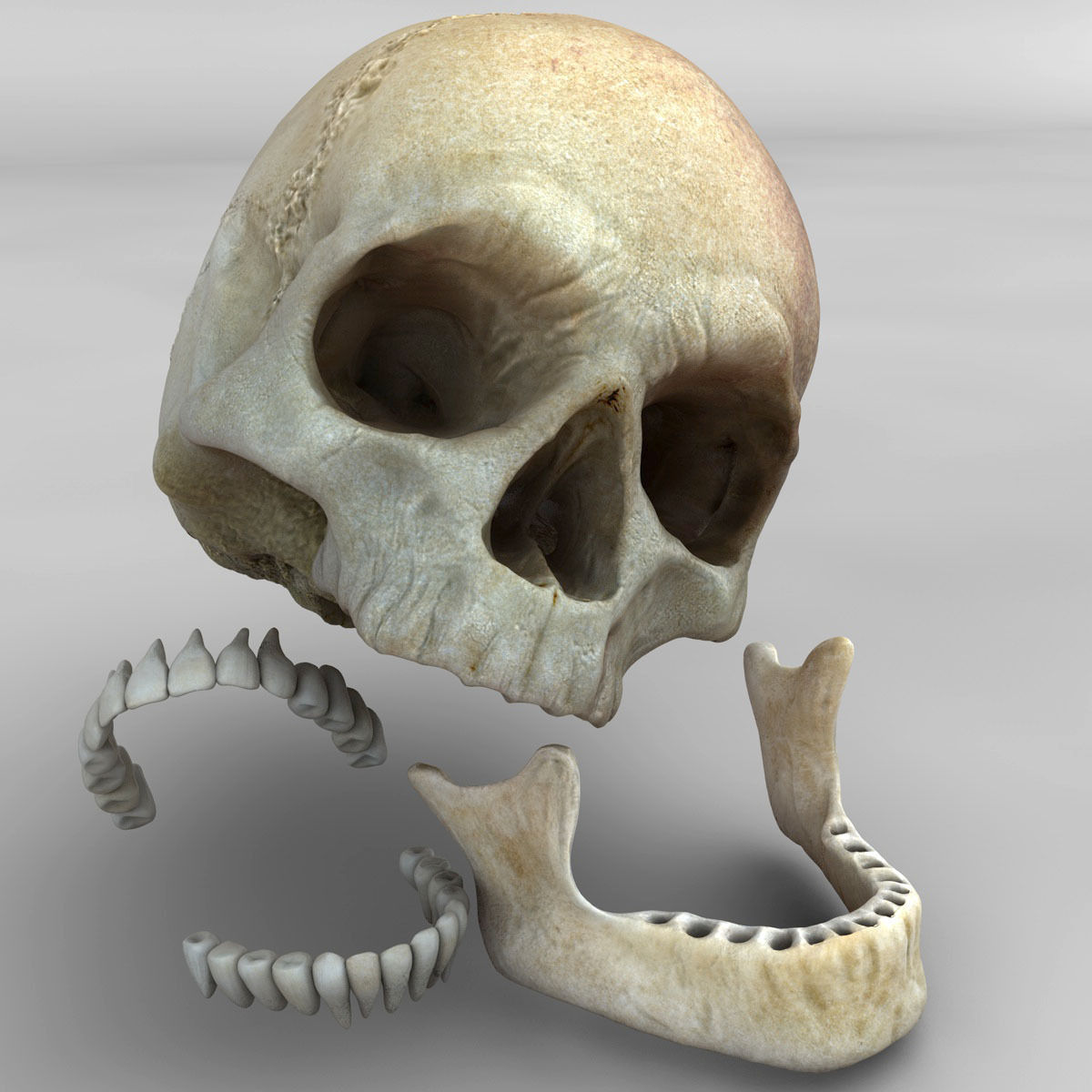 Realistic Skull human 3D model_15