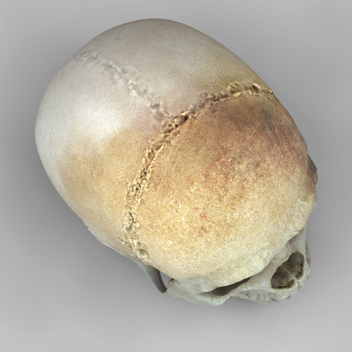 Realistic Skull human 3D model_3