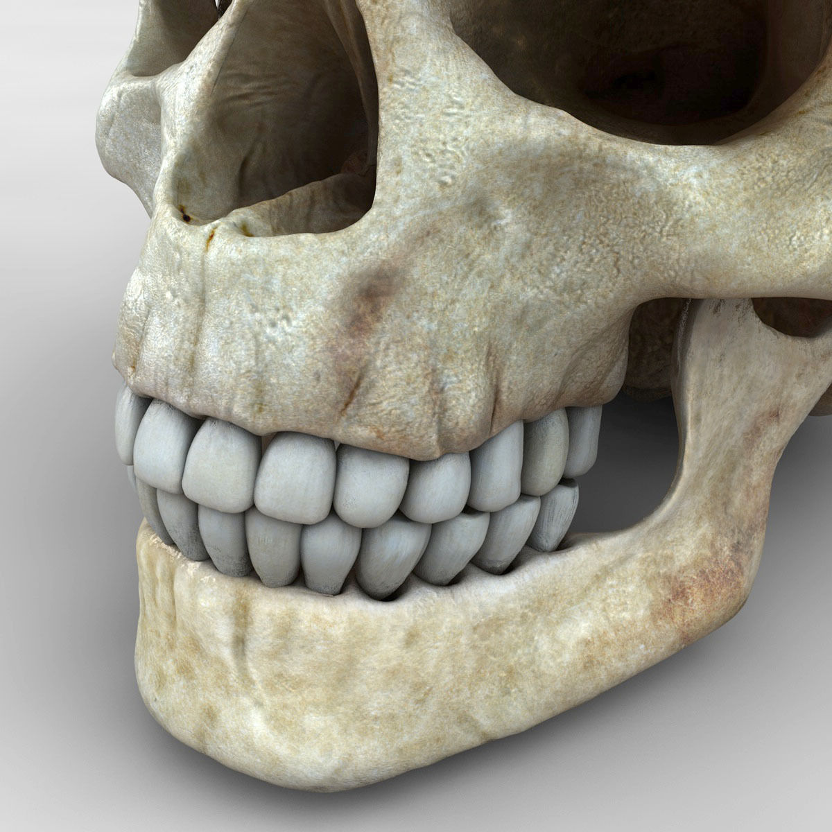 Realistic Skull human 3D model_7