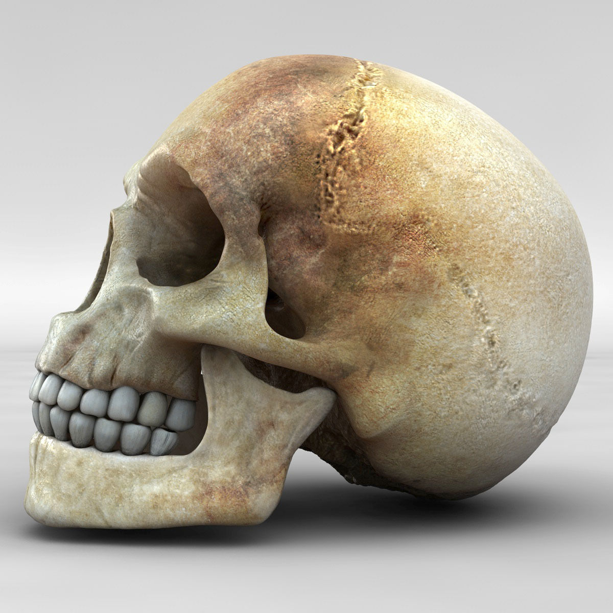 Realistic Skull human 3D model_5