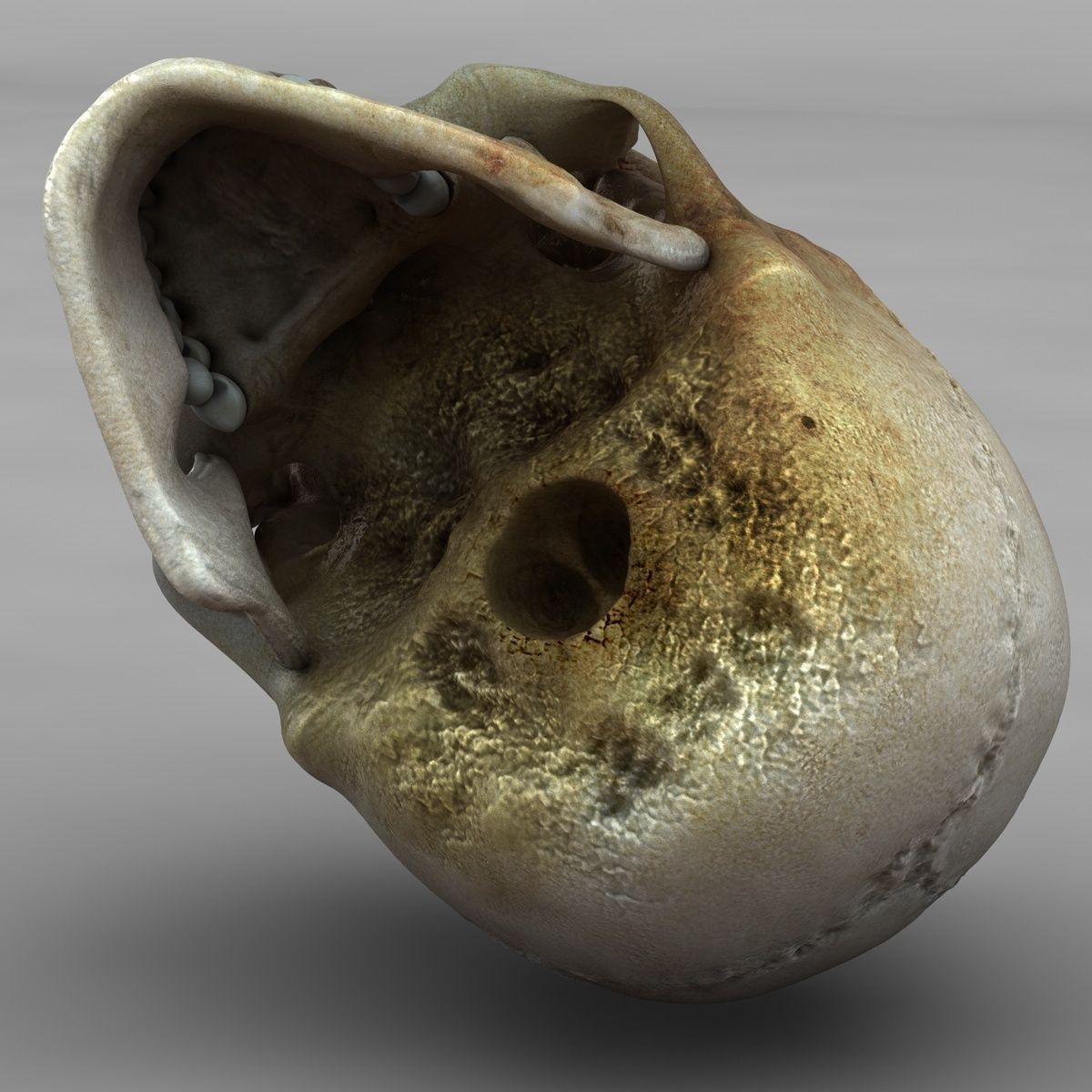 Realistic Skull human 3D model_11