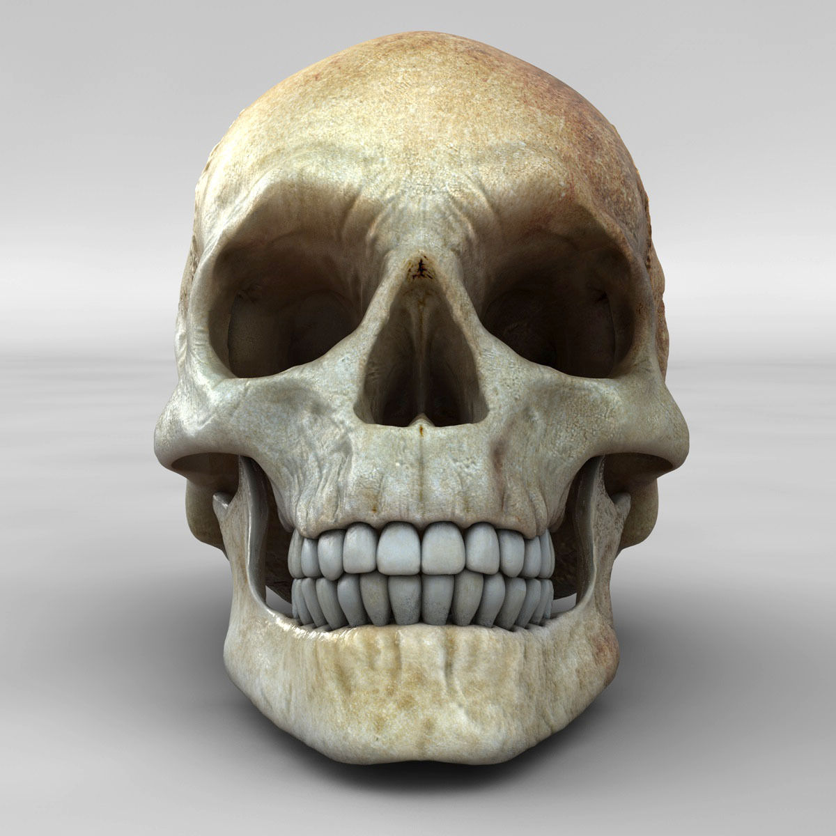 Realistic Skull human 3D model_1