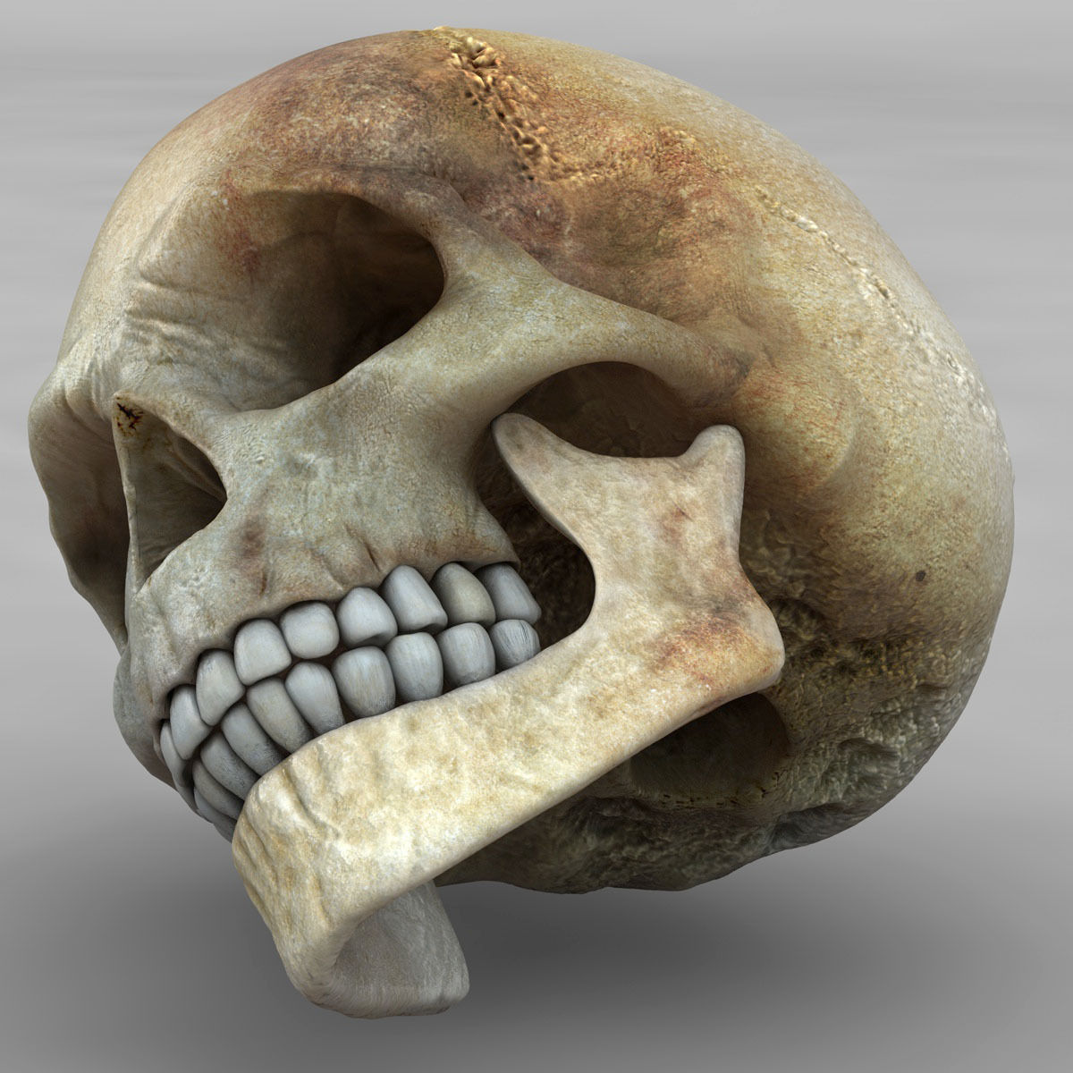 Realistic Skull human 3D model_9