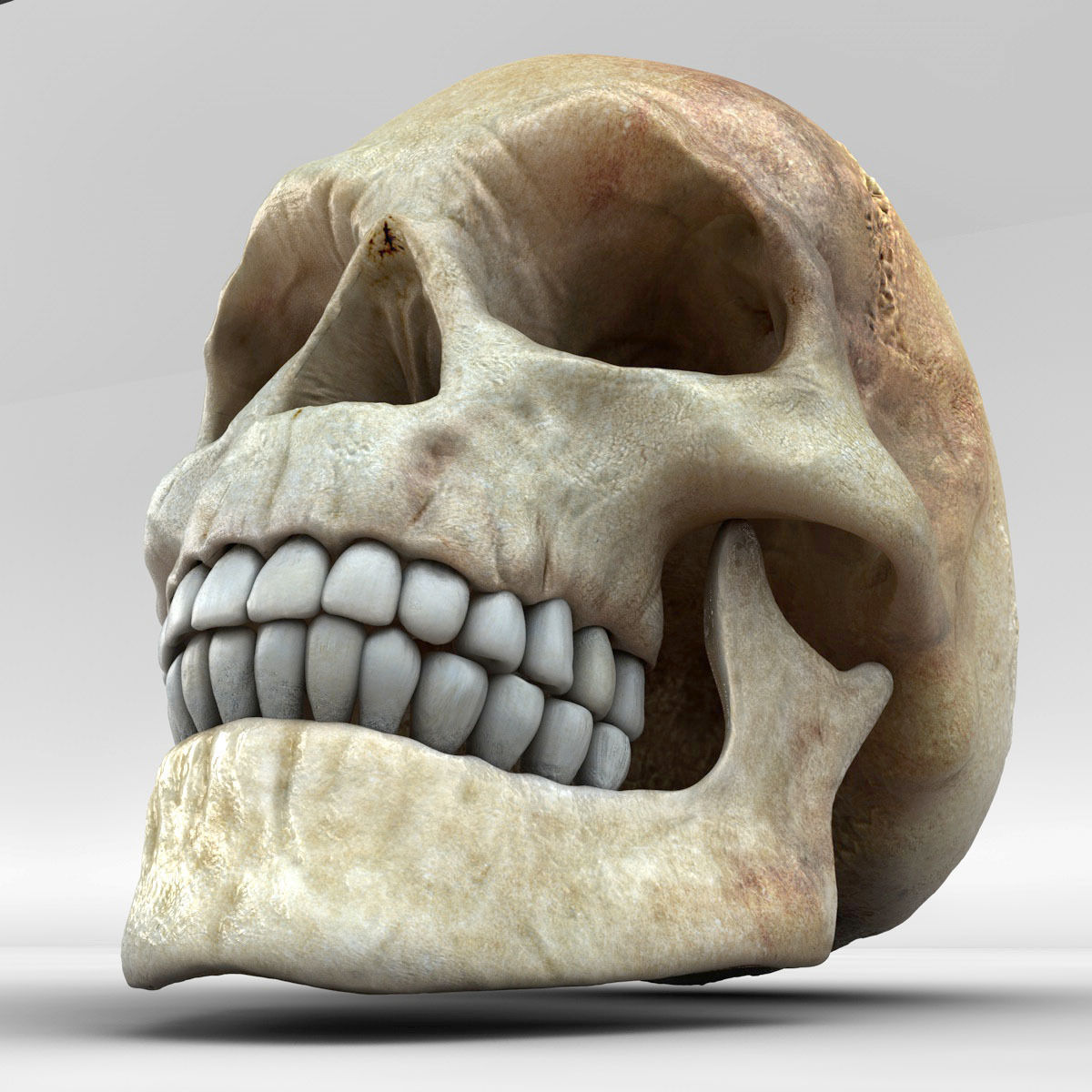 Realistic Skull human 3D model_6