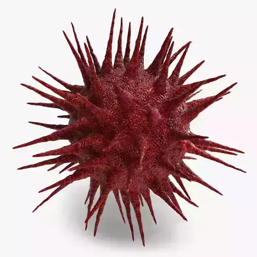 HIV Cell 3D model