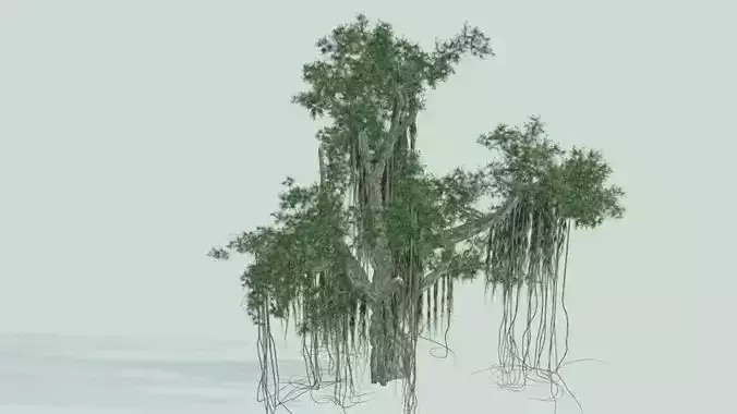 Chinese Banyan 3D model