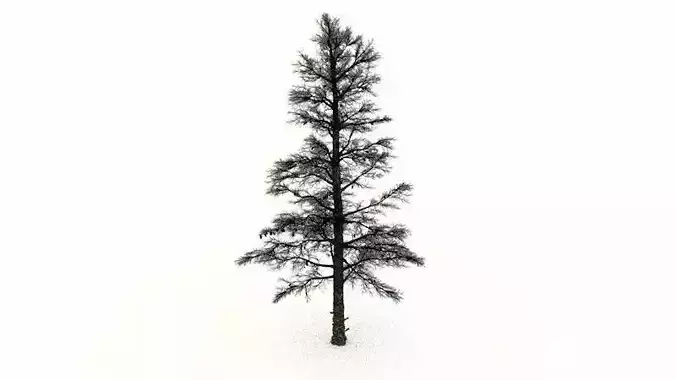 White Fir Conifer