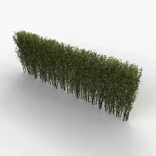 Hedge