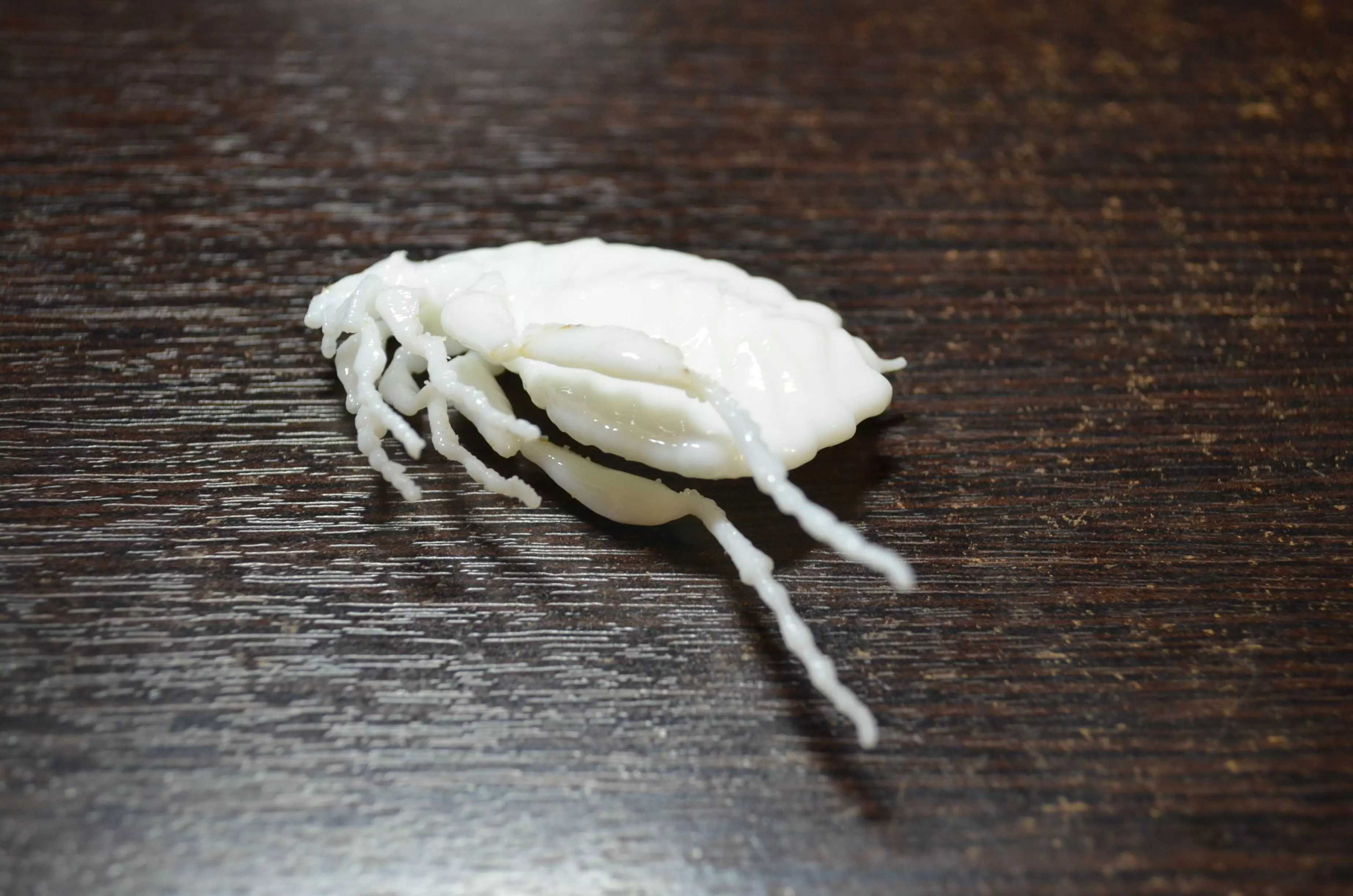 Insects crab on table 3D print model
