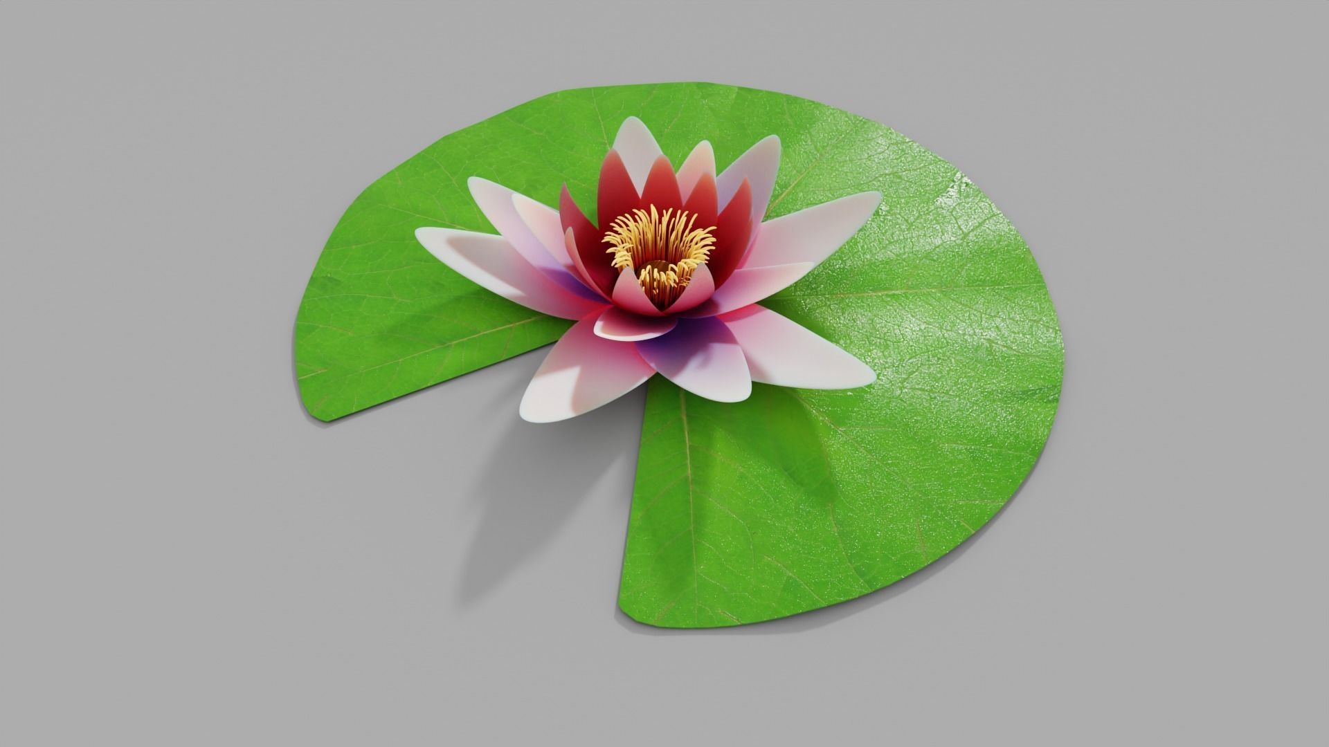 Waterlily with Leaf 3D model_4