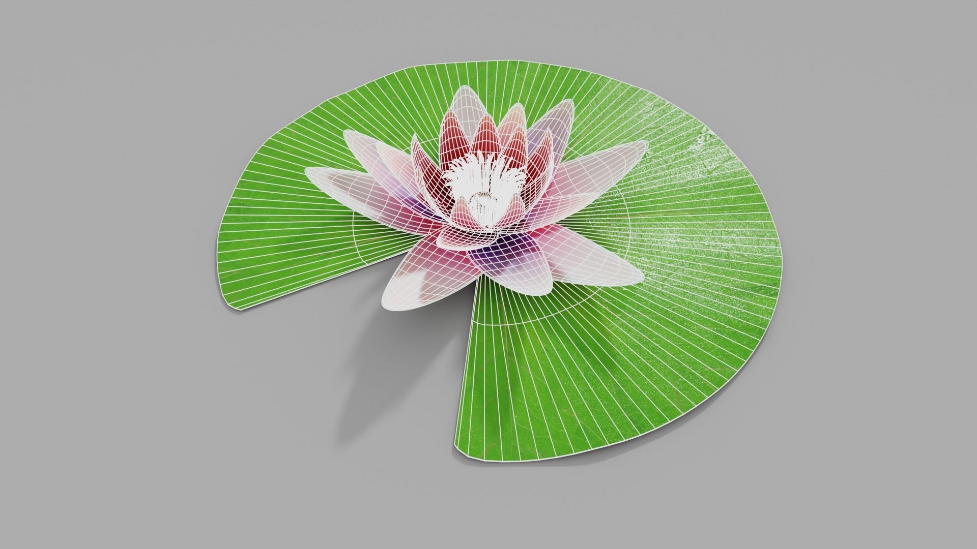 Waterlily with Leaf 3D model_5