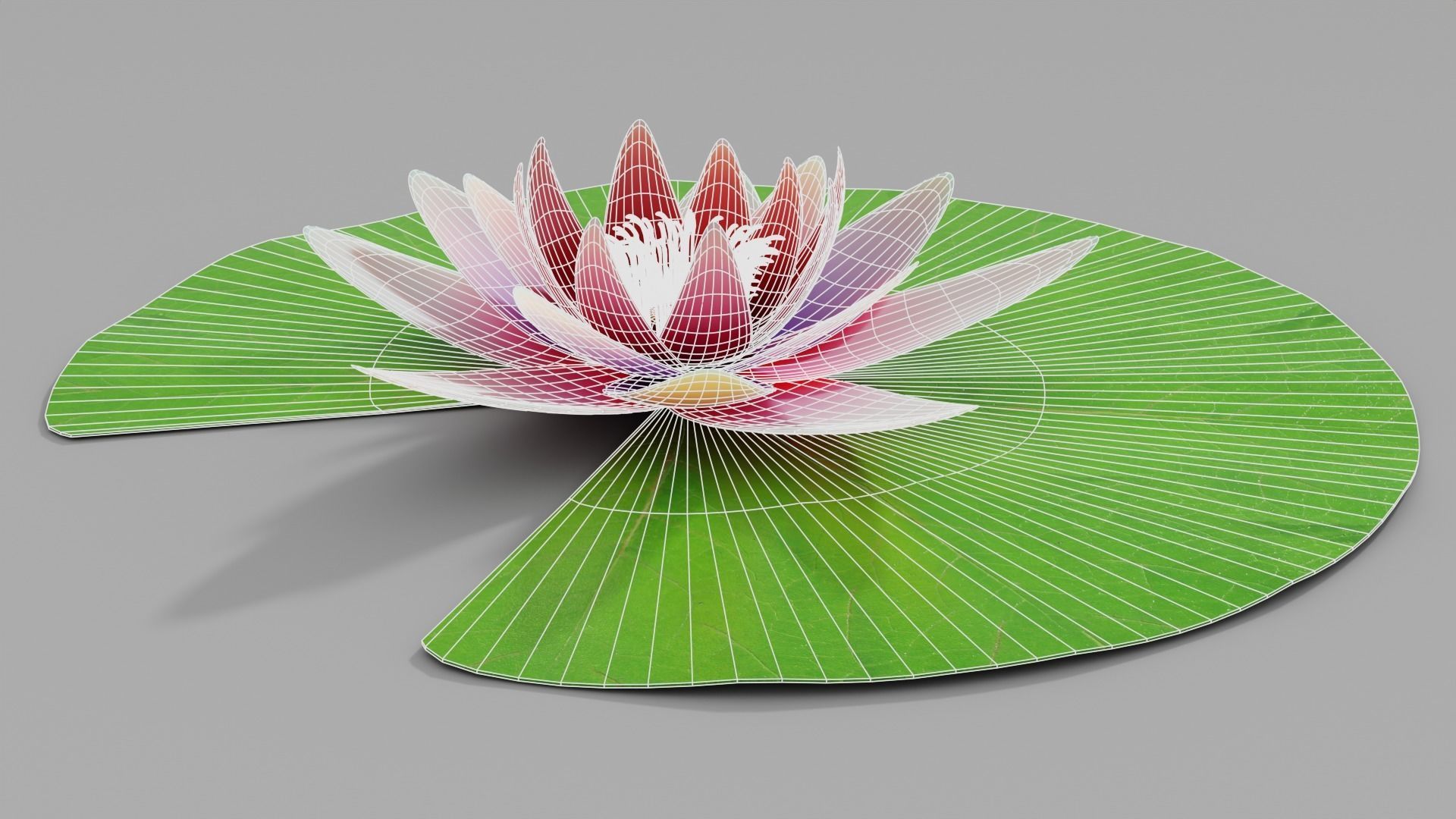 Waterlily with Leaf 3D model_8