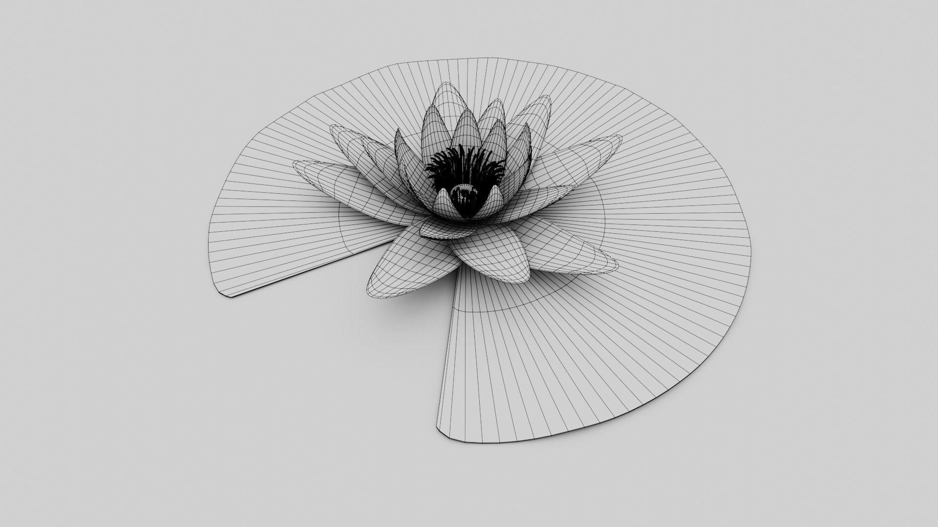 Waterlily with Leaf 3D model_6