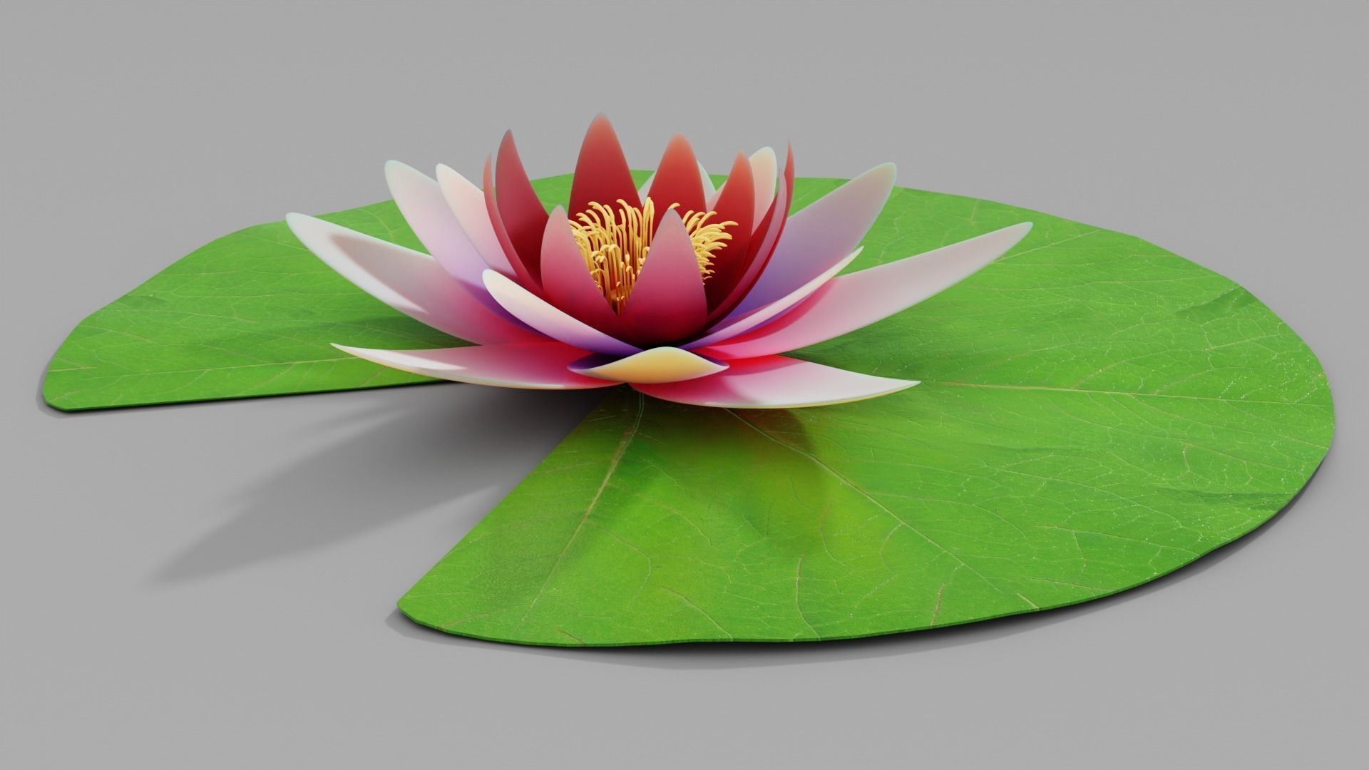 Waterlily with Leaf 3D model_7