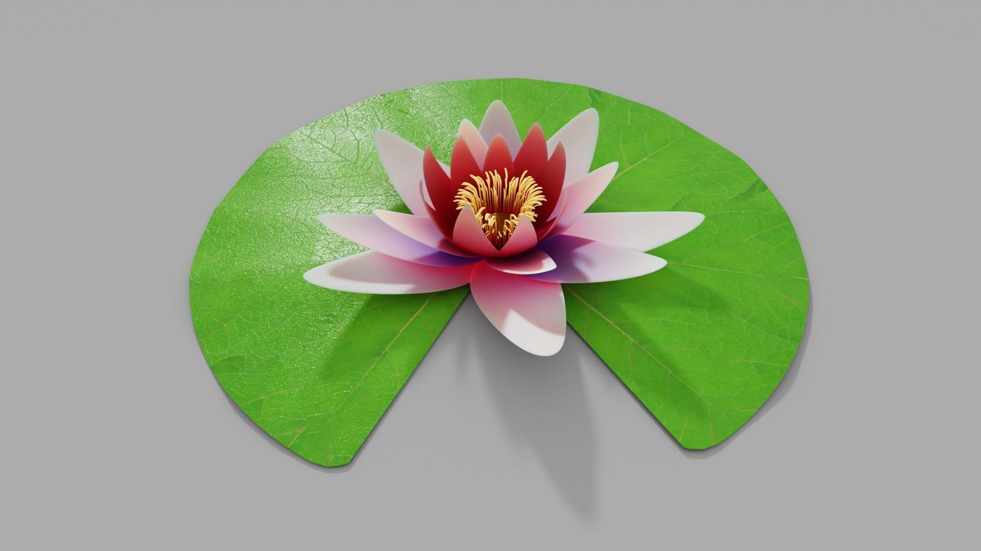 Waterlily with Leaf 3D model_1