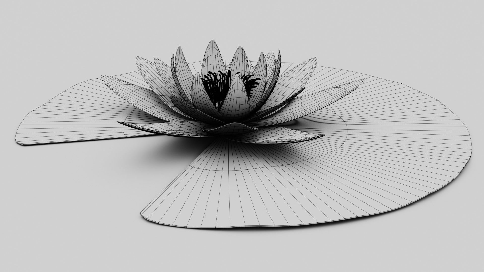 Waterlily with Leaf 3D model_9