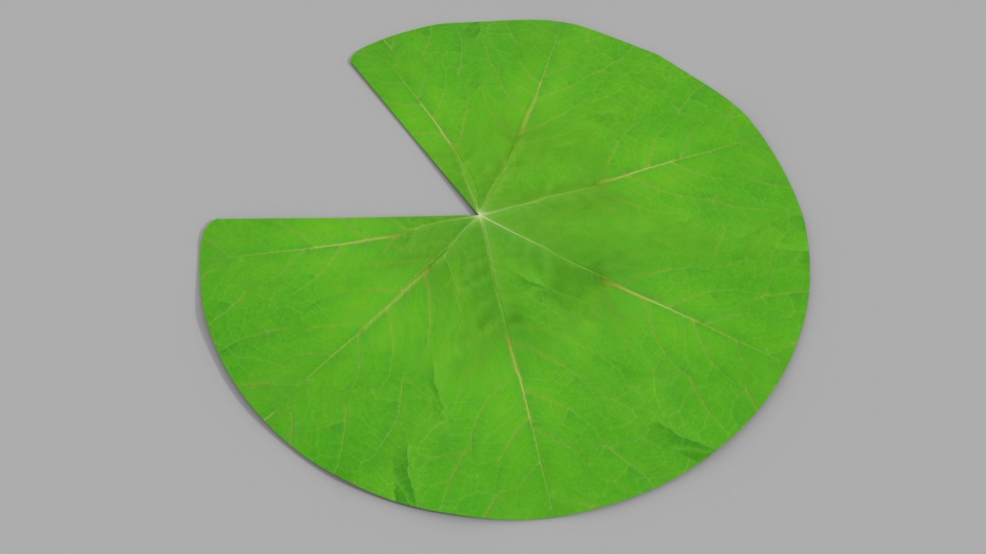 Waterlily with Leaf 3D model_16