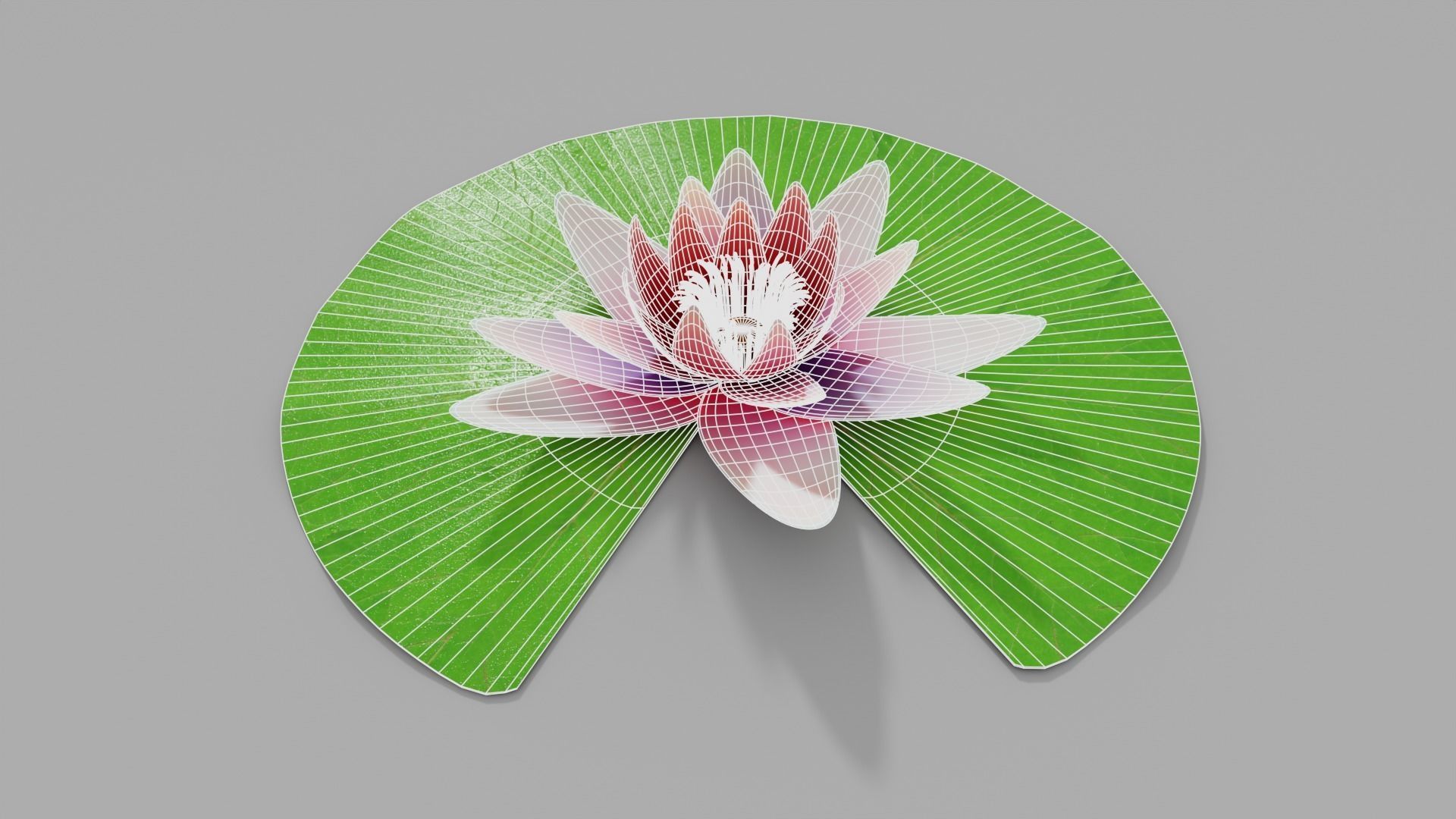 Waterlily with Leaf 3D model_2