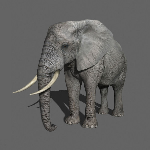 African heavy pack - 3d model 3D model_73