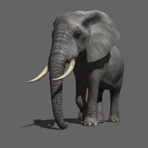 African heavy pack - 3d model 3D model_10