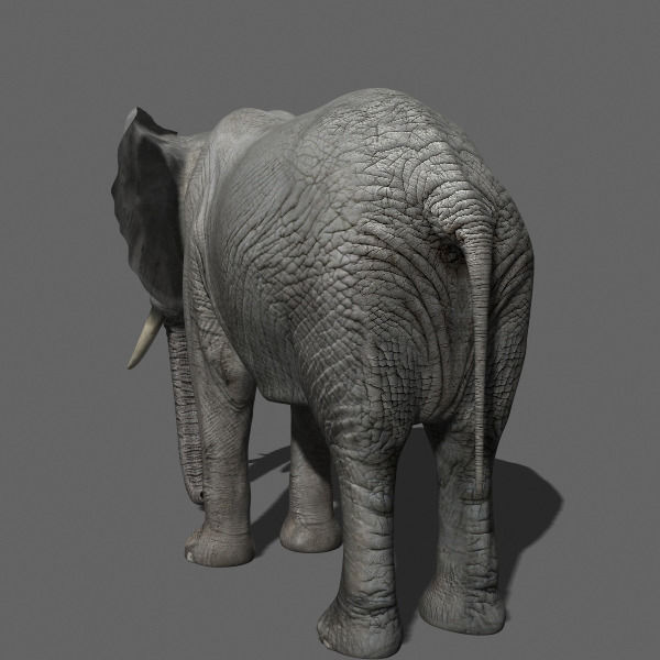 African heavy pack - 3d model 3D model_62