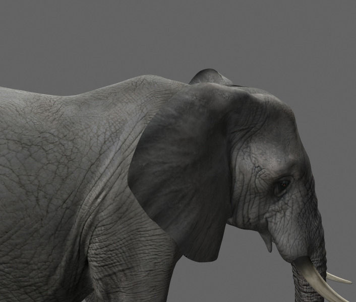 African heavy pack - 3d model 3D model_13