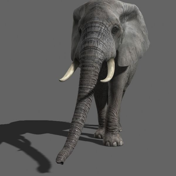 African heavy pack - 3d model 3D model_16