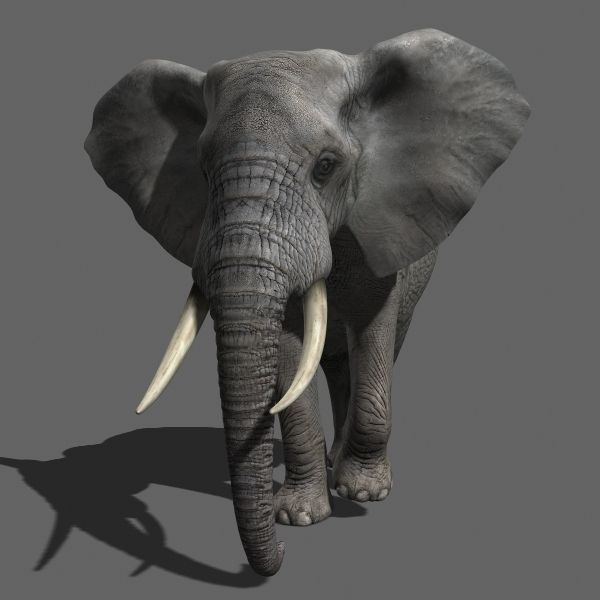 African heavy pack - 3d model 3D model_17