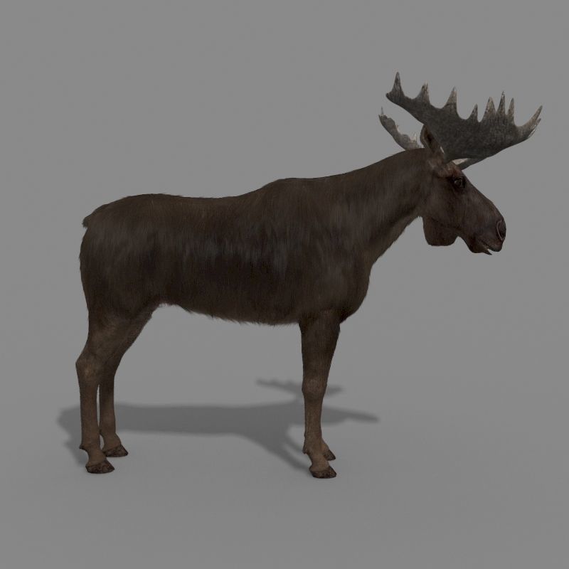 Virtual Moose 3d model 3D model_10