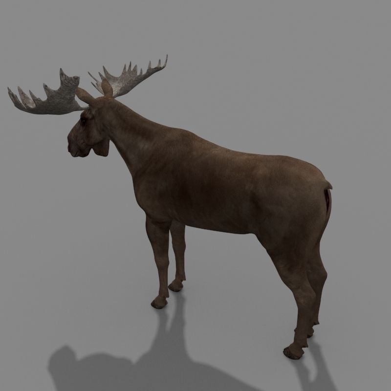 Virtual Moose 3d model 3D model_14