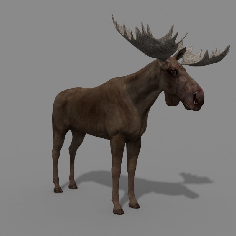 Virtual Moose 3d model 3D model_5