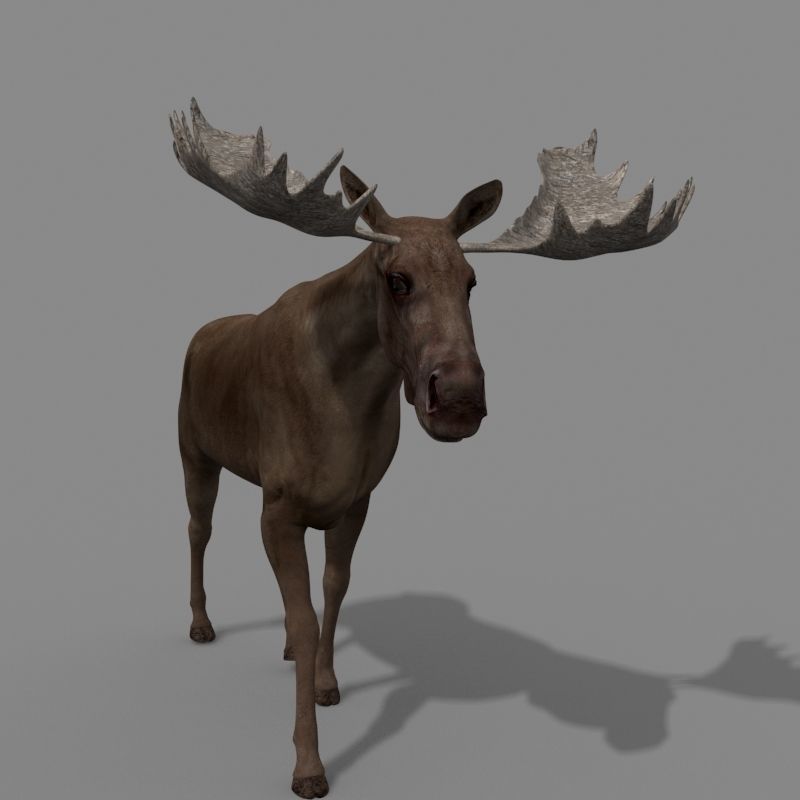 Virtual Moose 3d model 3D model_7