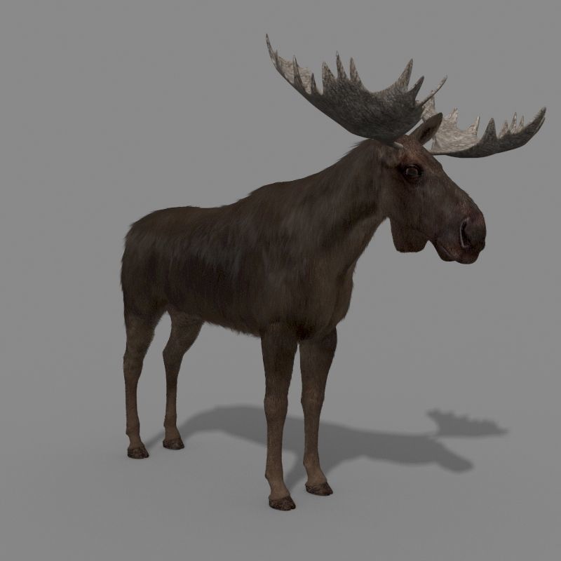 Virtual Moose 3d model 3D model_4