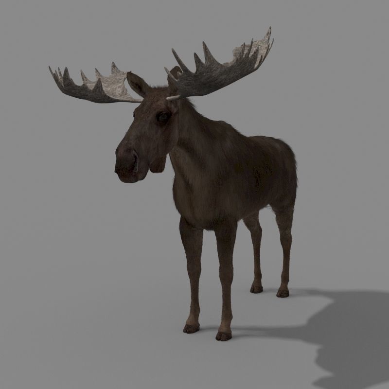 Virtual Moose 3d model 3D model_17