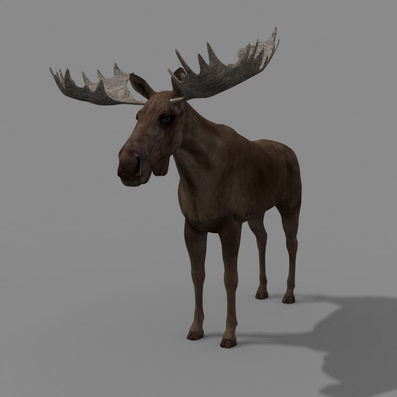 Virtual Moose 3d model 3D model_16