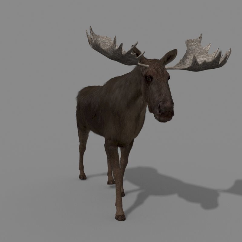 Virtual Moose 3d model 3D model_26